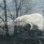 Прогулка по пражскому зоопарку